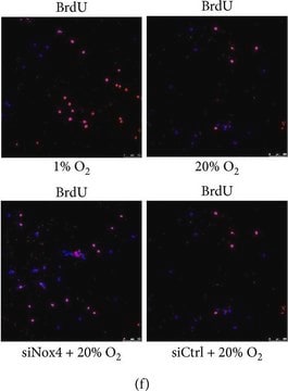 Anti-BrdU antibody, Mouse monoclonal clone BU-33, purified from hybridoma cell culture