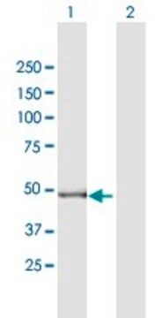 Anti-GPT2 antibody produced in mouse purified immunoglobulin, buffered aqueous solution