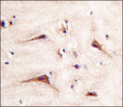 Anti-MUC20 (N-term) antibody produced in rabbit Ig fraction of antiserum, buffered aqueous solution