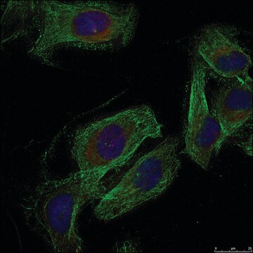 Anti-PXN (Ab-88) antibody produced in rabbit affinity isolated antibody