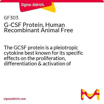 G-CSF Protein, Human Recombinant Animal Free The GCSF protein is a pleiotropic cytokine best known for its specific effects on the proliferation, differentiation &amp; activation of hematopoietic cells of the neutrophilic granulocyte lineage. Manufactured using all non-animal reagents.