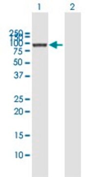 Anti-COG3 antibody produced in mouse purified immunoglobulin, buffered aqueous solution