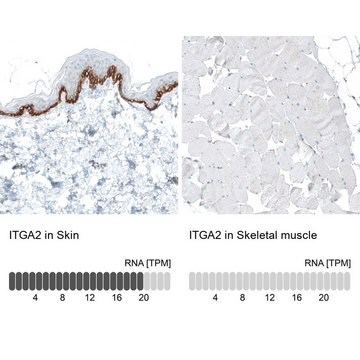 Monoclonal Anti-ITGA2 antibody produced in mouse Prestige Antibodies&#174; Powered by Atlas Antibodies, clone CL7318, purified immunoglobulin, buffered aqueous glycerol solution