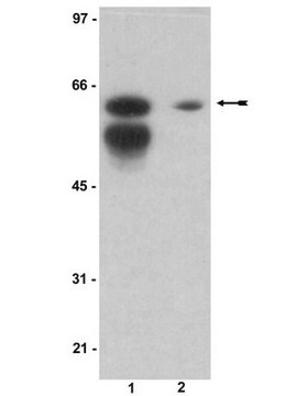 Anti-Sam 68 Antibody serum, Upstate&#174;