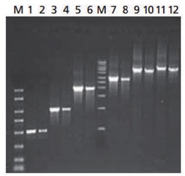 JumpStart&#8482; REDTaq&#174; ReadyMix&#8482; Reaction Mix for High-throughput PCR of complex templates