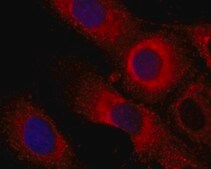 Anti-Collagen IV antibody, Mouse monoclonal clone J3-2, purified from hybridoma cell culture