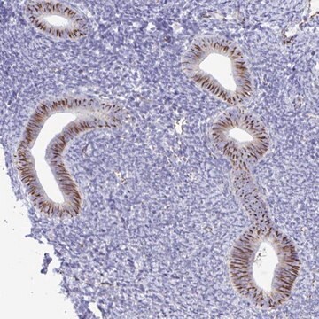 Anti-SMAD5 antibody produced in rabbit Prestige Antibodies&#174; Powered by Atlas Antibodies, affinity isolated antibody, buffered aqueous glycerol solution