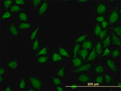 Monoclonal Anti-MTAP antibody produced in mouse clone 2G4, purified immunoglobulin, buffered aqueous solution