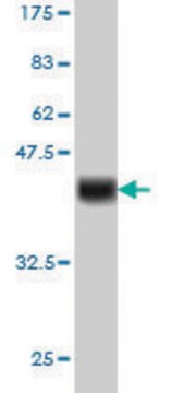 Monoclonal Anti-CDX4 antibody produced in mouse clone 2E11, purified immunoglobulin, buffered aqueous solution