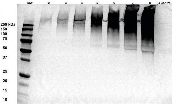 Monoclonal Anti-Alginate - Atto 594 antibody produced in mouse clone 4B10-1C5, purified immunoglobulin