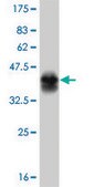 Monoclonal Anti-TYK2 antibody produced in mouse clone 6G12, purified immunoglobulin, buffered aqueous solution