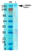 Monoclonal Anti-Mglur1/5 - Fitc antibody produced in mouse clone S75-33, purified immunoglobulin