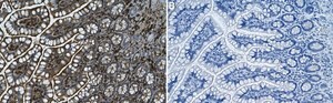 Anti-&#946; Actin Antibody, clone 4C2 ZooMAb&#174; Mouse Monoclonal recombinant, expressed in HEK 293 cells