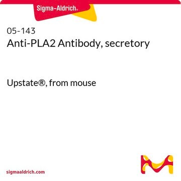 Anti-PLA2 Antibody, secretory Upstate&#174;, from mouse