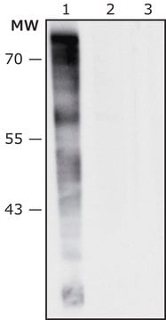 Anti-Pseudomonas aeruginosa antibody produced in rabbit IgG fraction of antiserum