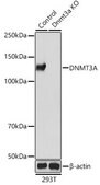 Anti- DNMT3A antibody produced in rabbit