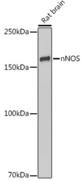 Anti-nNOS Antibody, clone 5K9R2, Rabbit Monoclonal