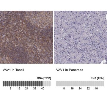 Anti-VAV1 antibody produced in rabbit Prestige Antibodies&#174; Powered by Atlas Antibodies, affinity isolated antibody, buffered aqueous glycerol solution