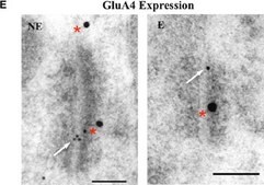 Anti-Glutamate Receptor 4 Antibody Chemicon&#174;, from rabbit