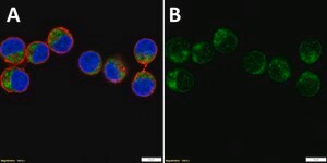 Anti-HDAC6 Antibody, clone 2I3 ZooMAb&#174; Rabbit Monoclonal recombinant, expressed in HEK 293 cells