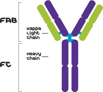 IgG1, Kappa from murine myeloma clone MOPC 21, purified immunoglobulin, buffered aqueous solution