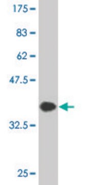 Monoclonal Anti-NAV2 antibody produced in mouse clone 4D11, purified immunoglobulin, buffered aqueous solution