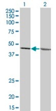 Monoclonal Anti-LFNG antibody produced in mouse clone 3C4, purified immunoglobulin, buffered aqueous solution
