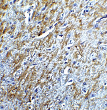 Anti-Survivin antibody produced in rabbit affinity isolated antibody, buffered aqueous solution