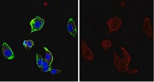 Anti-Claudin-1/CLDN1 Antibody, clone 7A5 clone 7A5, from mouse