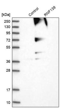 Anti-RNF139 antibody produced in rabbit Prestige Antibodies&#174; Powered by Atlas Antibodies, affinity isolated antibody, buffered aqueous glycerol solution