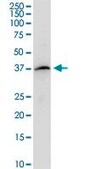 Anti-PTAFR antibody produced in mouse purified immunoglobulin