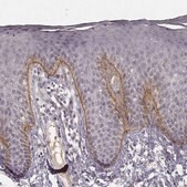 Monoclonal Anti-LAMC2 antibody produced in mouse Prestige Antibodies&#174; Powered by Atlas Antibodies, clone CL2980, purified immunoglobulin, buffered aqueous glycerol solution