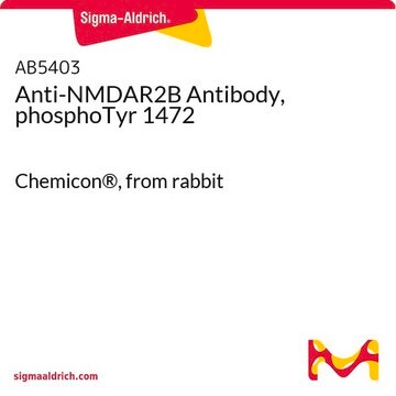 Anti-NMDAR2B Antibody, phosphoTyr 1472 Chemicon&#174;, from rabbit