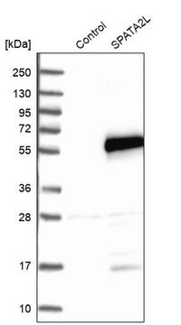 Anti-SPATA2L antibody produced in rabbit Prestige Antibodies&#174; Powered by Atlas Antibodies, affinity isolated antibody, buffered aqueous glycerol solution