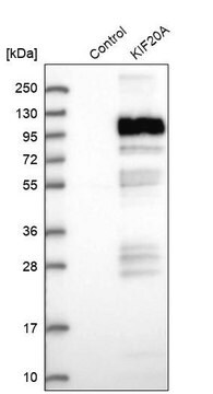 Anti-KIF20A antibody produced in rabbit Prestige Antibodies&#174; Powered by Atlas Antibodies, affinity isolated antibody, buffered aqueous glycerol solution