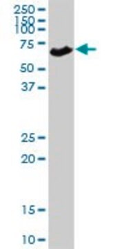 Anti-SLC5A1 antibody produced in rabbit purified immunoglobulin, buffered aqueous solution