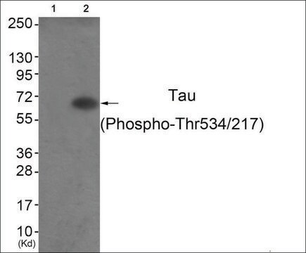 Anti-phospho-Tau (pThr534/217) antibody produced in rabbit affinity isolated antibody