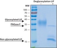 Leukemia Inhibitory Factor human, recombinant, expressed in HEK 293 cells