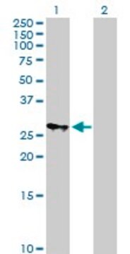 Anti-MRPS18B antibody produced in mouse purified immunoglobulin, buffered aqueous solution