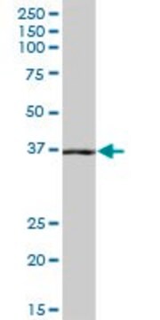 Anti-NANS antibody produced in mouse purified immunoglobulin, buffered aqueous solution