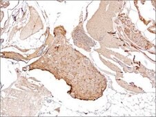 Anti-PCNA antibody produced in rabbit affinity isolated antibody, buffered aqueous solution