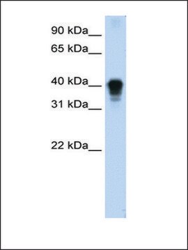 Anti-TIA1 antibody produced in rabbit affinity isolated antibody