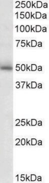 Anti-GABRG2 antibody produced in goat affinity isolated antibody, buffered aqueous solution