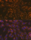 [KO Validated]Anti-Caspase-9 Antibody, clone 4E5G9, Rabbit Monoclonal
