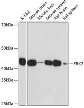 Anti- ERK2 antibody produced in rabbit