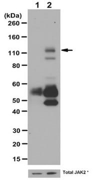 Anti-phospho-JAK2 (Tyr1007/1008) Antibody from rabbit, purified by affinity chromatography