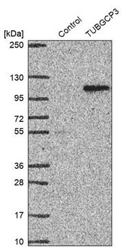 Anti-TUBGCP3 antibody produced in rabbit Prestige Antibodies&#174; Powered by Atlas Antibodies, affinity isolated antibody, buffered aqueous glycerol solution