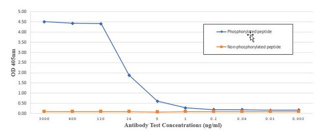 Anti-p-RPS6KB1 (Thr389) Antibody, clone 1K19 ZooMAb&#174; Rabbit Monoclonal recombinant, expressed in HEK 293 cells