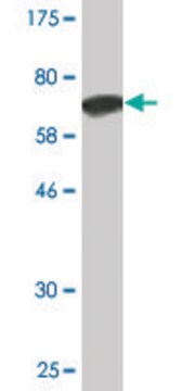 Monoclonal Anti-ANGPTL5 antibody produced in mouse clone 1B2, ascites fluid