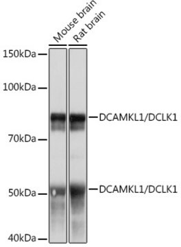 Anti-DCAMKL1/DCLK1 Antibody, clone 8C8T3, Rabbit Monoclonal